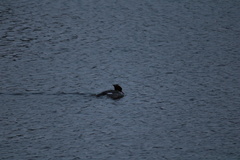 Mergus merganser americanus