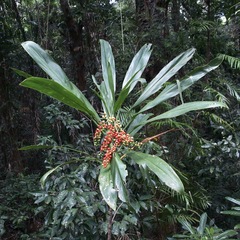 Cordyline manners-suttoniae