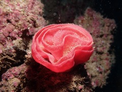 Hexabranchus