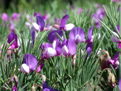 Lathyrus polymorphus