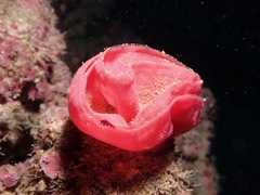 Hexabranchus