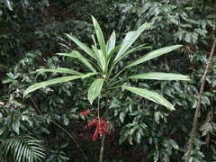 Cordyline manners-suttoniae