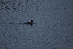 Mergus merganser americanus