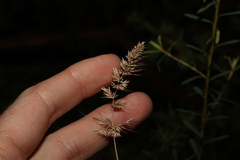 Echinopogon caespitosus