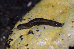 Kontikia ventrolineata