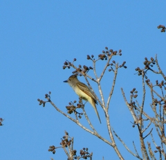 Myiarchus tyrannulus
