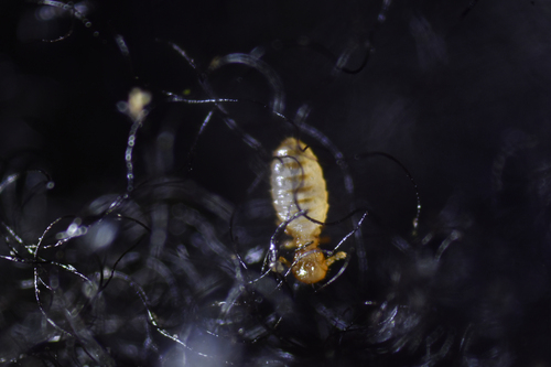 sheep biting louse (Bovicola ovis) · iNaturalist United Kingdom