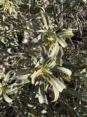 Eriodictyon crassifolium