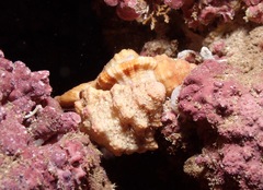 Tonnoidea