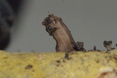 Kontikia ventrolineata