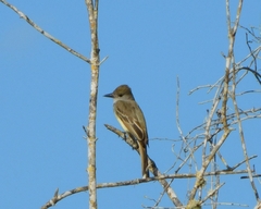 Myiarchus tyrannulus