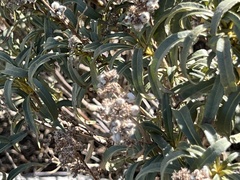 Eriodictyon crassifolium