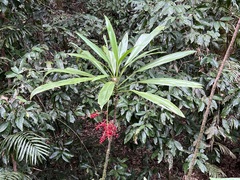 Cordyline manners-suttoniae
