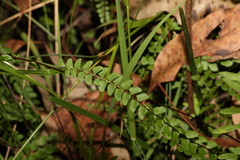 Lindsaea linearis