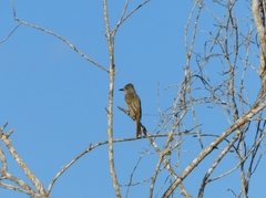 Myiarchus tyrannulus