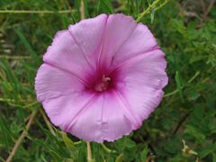 Ipomoea leptophylla