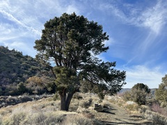 Pinus monophylla