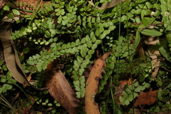 Lindsaea linearis