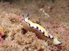 Hypselodoris imperialis