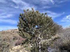 Pinus monophylla