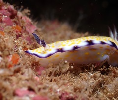 Hypselodoris imperialis