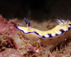 Hypselodoris imperialis