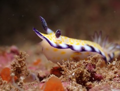 Hypselodoris imperialis
