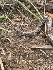 Pantherophis emoryi