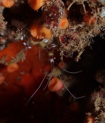 Stenopus hispidus