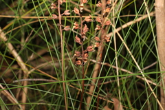 Stylidium productum