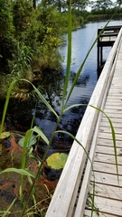 Phragmites mauritianus