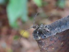 Stenellipsis pantherina