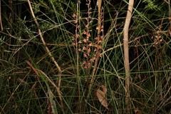 Stylidium productum
