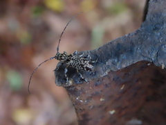 Stenellipsis pantherina