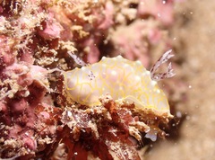 Halgerda terramtuentis