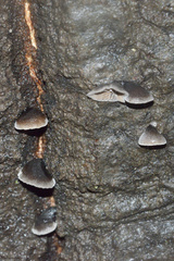 Hohenbuehelia grisea