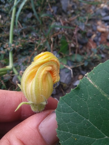 Image of Cucurbita melopepo by (c) Will McFarland, some rights reserved (CC BY)