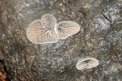 Hohenbuehelia grisea