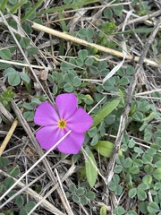 Phlox roemeriana