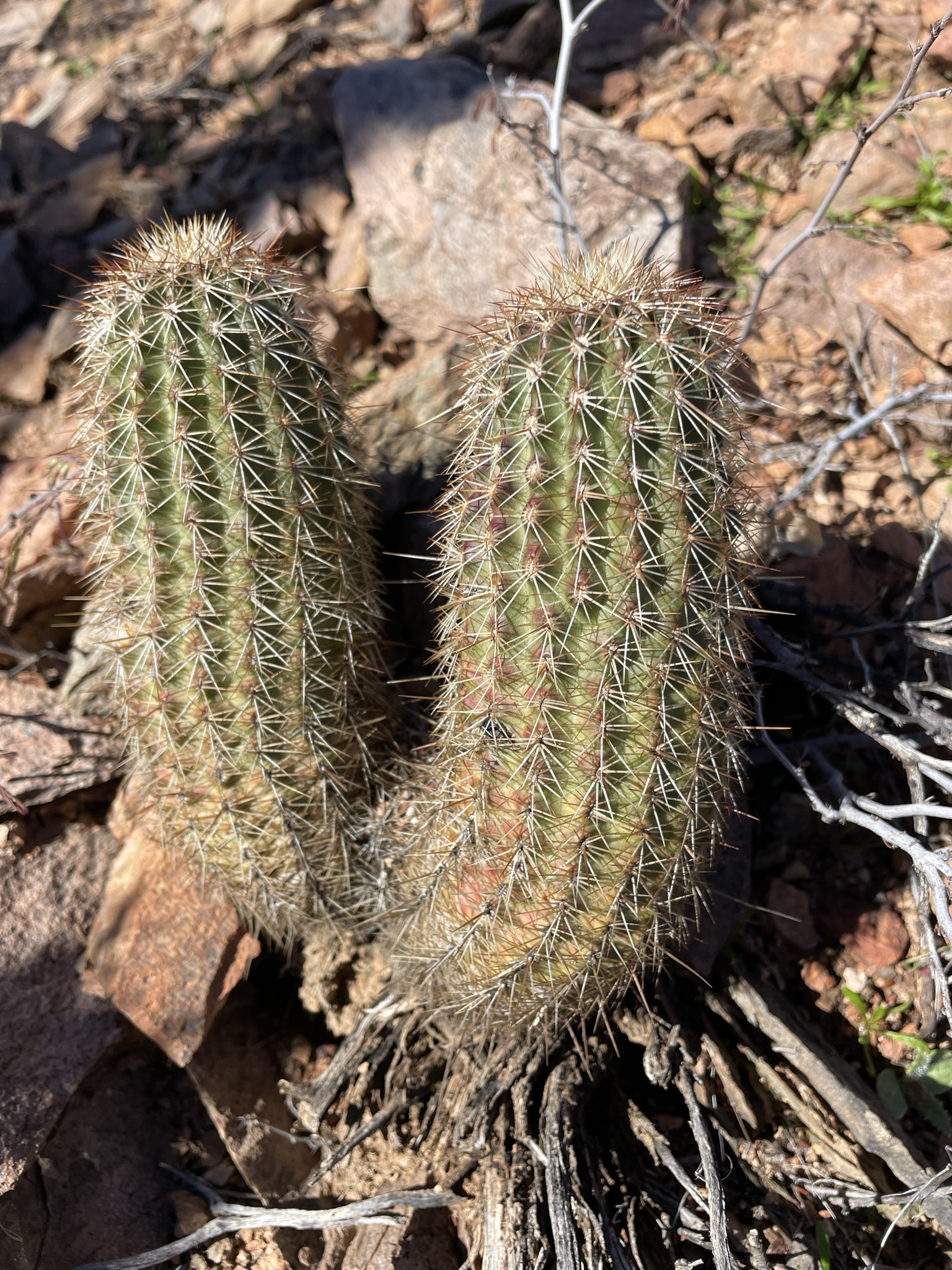 Echinocereus bonkerae | Botanico Hub