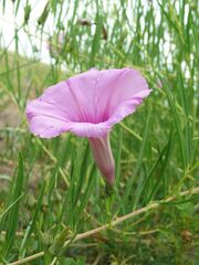 Ipomoea leptophylla
