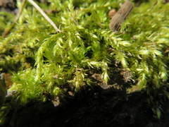 Amblystegium