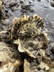 Ostreidae