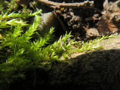 Amblystegium