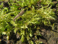 Amblystegium