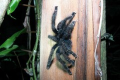 Avicularia