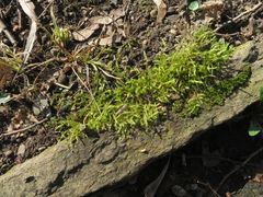 Amblystegium