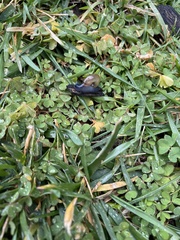 Oxychilus draparnaudi