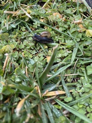 Oxychilus draparnaudi