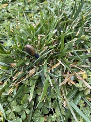 Oxychilus draparnaudi